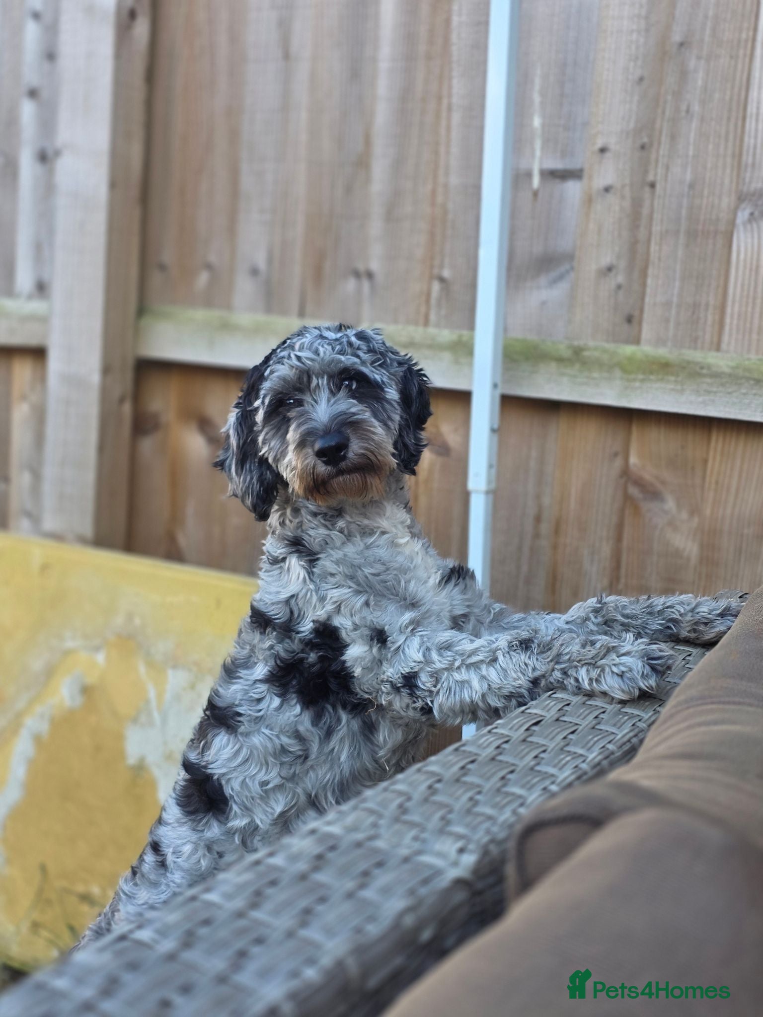 Cockapoo dogs 10 month old female cockapoo  - Advert 2