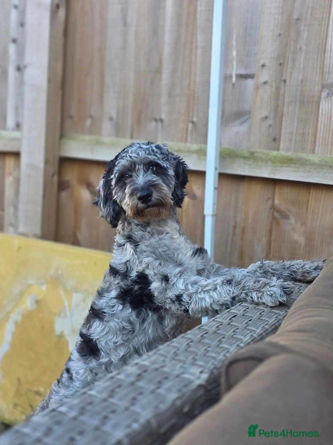 Cockapoo dogs for sale: 10 month old female cockapoo  - Advert 1