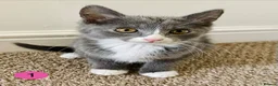 Mixed Breed cats for sale: RagdollCross X Domestic Shorthair - Advert 3