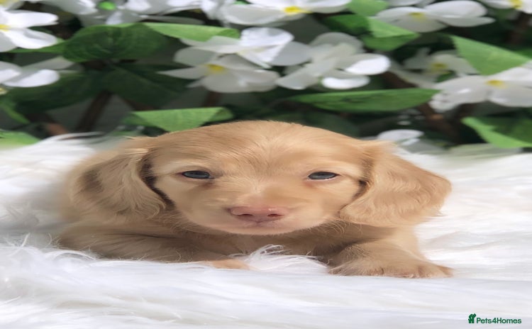 Miniature Dachshund dogs - Advert 1