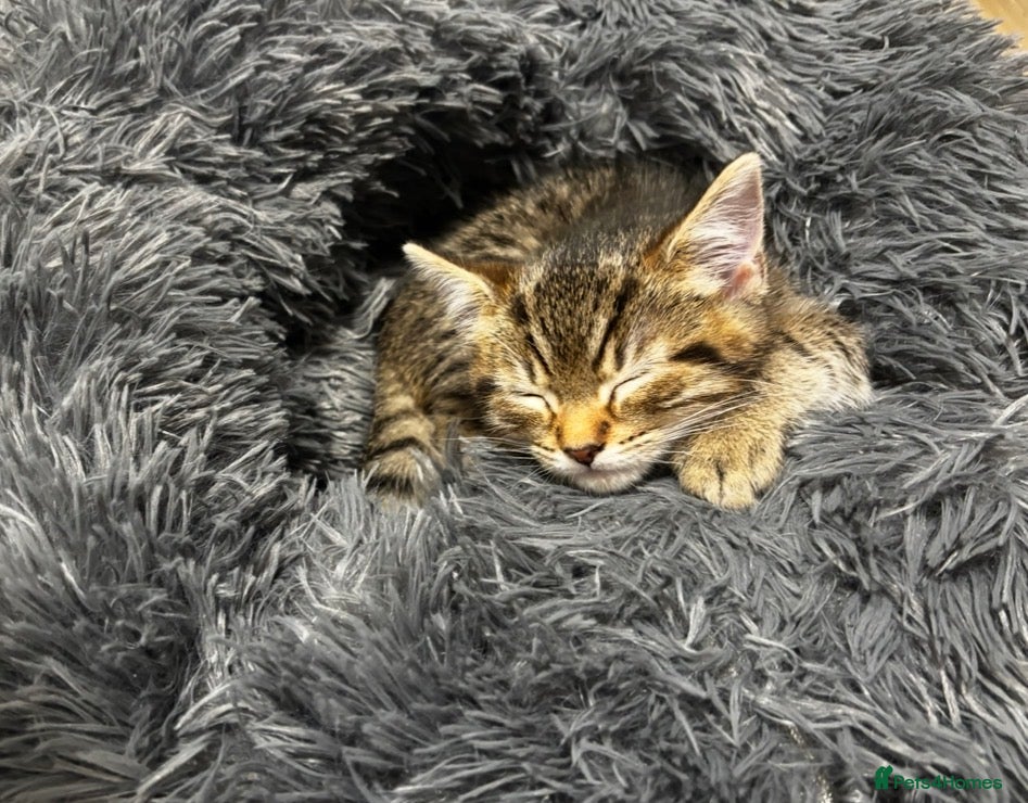 British Shorthair cats 2 boy kittens  - Advert 1