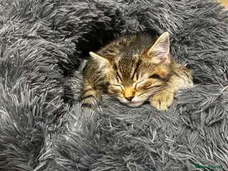 British Shorthair cats 2 boy kittens - Advert 1