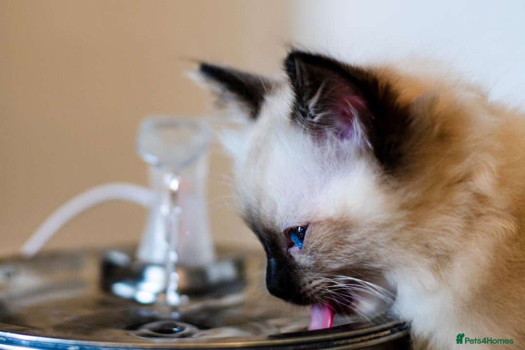 Ragdoll cats for sale: 🏅Last 2 GCCF Ragdoll kittens Ready now - Advert 21