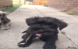 Miniature Schnauzer dogs for sale: Adorable miniature schnauzers ❤️❤️🏡  - Image 3