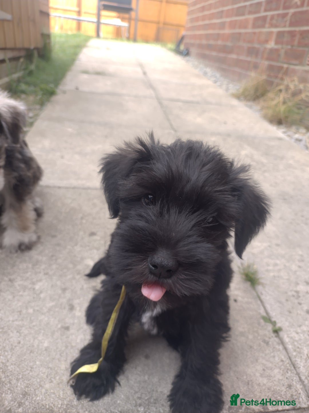 Miniature Schnauzer dogs for sale: Adorable miniature schnauzers ❤️❤️🏡  - Image 3