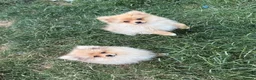 Pomeranian dogs for sale: Fluffy pomeranian boys for sale - Advert 2