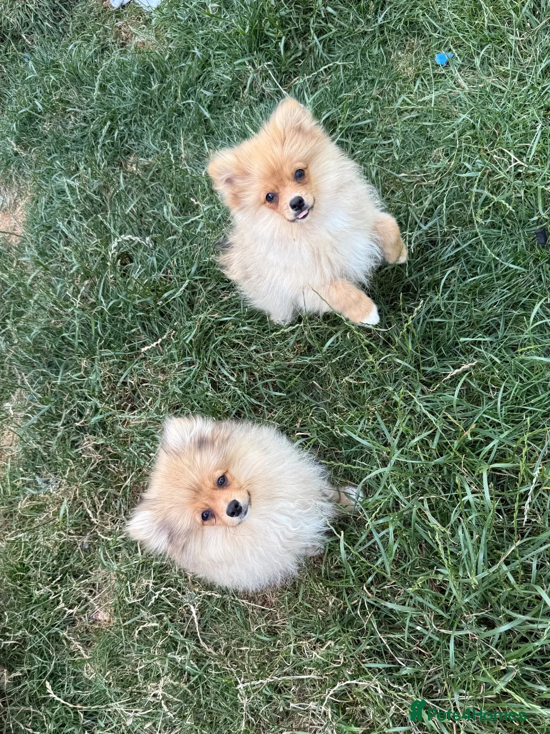 Pomeranian dogs for sale: Fluffy pomeranian boys for sale - Advert 2