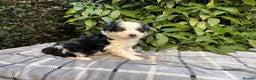 Bordoodle dogs for sale: F1 & F1b Bordoodle pups expected - Advert 26