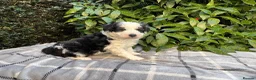 Bordoodle dogs for sale: F1 & F1b Bordoodle pups expected - Advert 26