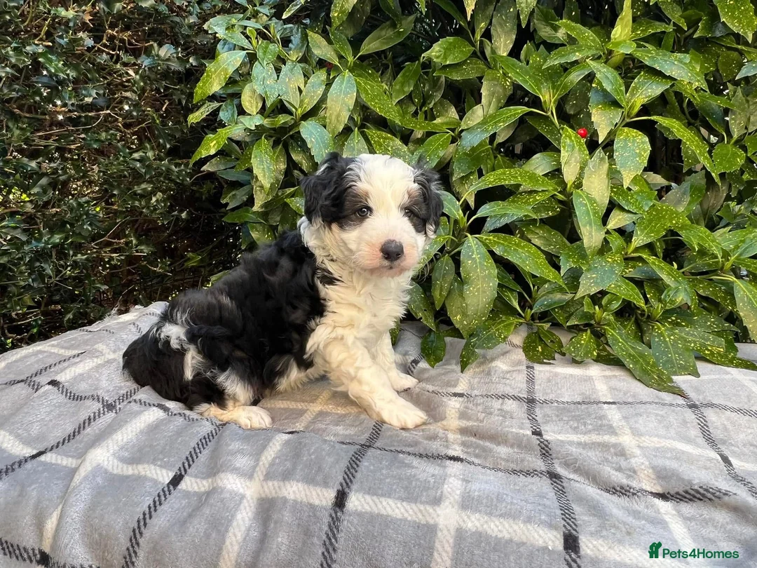 Bordoodle dogs for sale: F1 & F1b Bordoodle pups expected - Advert 26