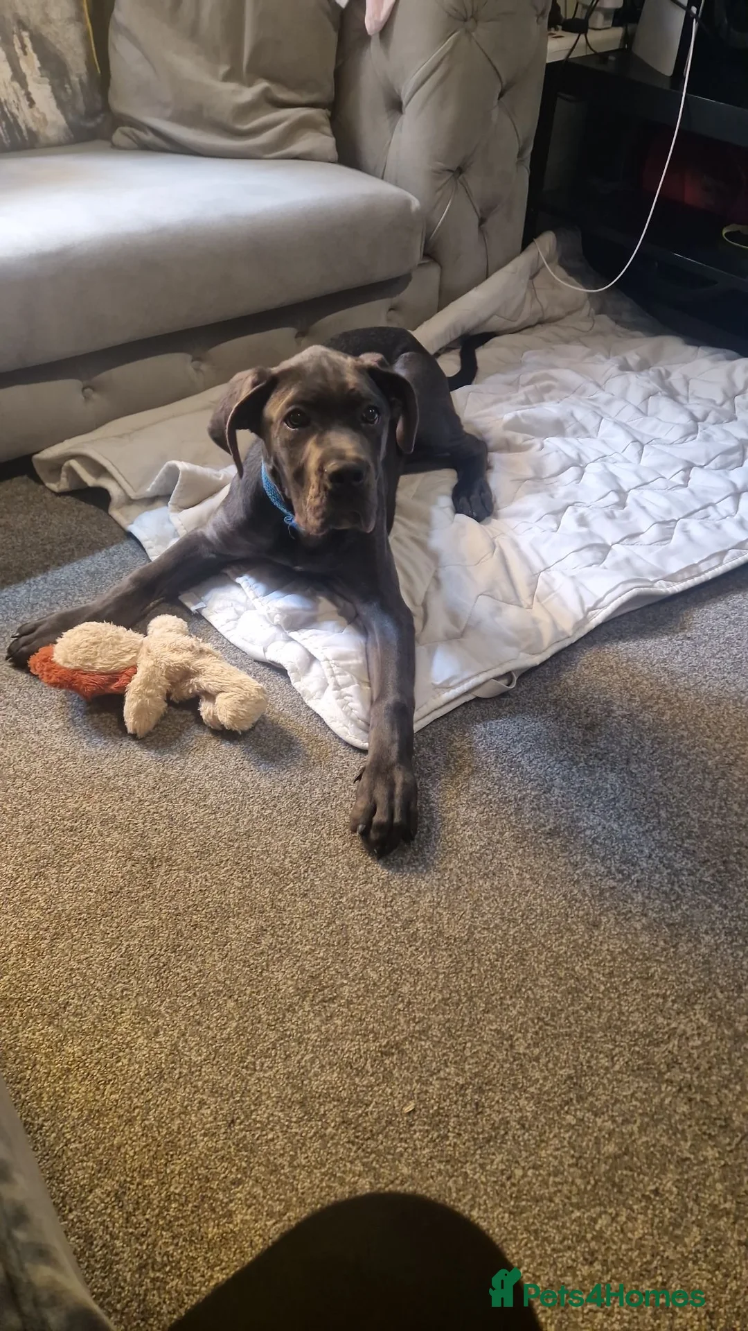 Cane Corso dogs for sale: Cane corso puppy. in London - Advert 2
