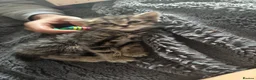Mixed Breed cats for sale: Baby kittens for sale  in Batley - Advert 11