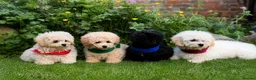 Poochon dogs for sale: Absolutely beautiful poochons ready now  in Chester - Advert 1