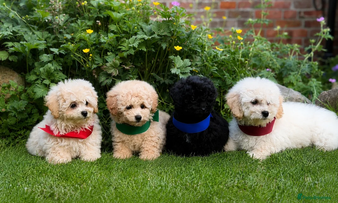 Poochon dogs for sale: Absolutely beautiful poochons ready now  in Chester - Advert 1