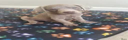 Labrador Retriever dogs for sale: Ready to leave 3 girls KC Silver Labrador puppies  - Advert 4