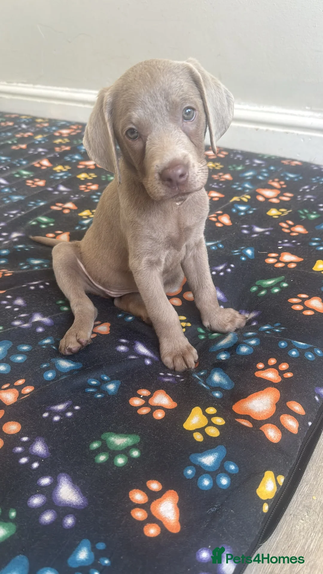 Labrador Retriever dogs for sale: Ready to leave KC Silver Labrador puppies  - Advert 2