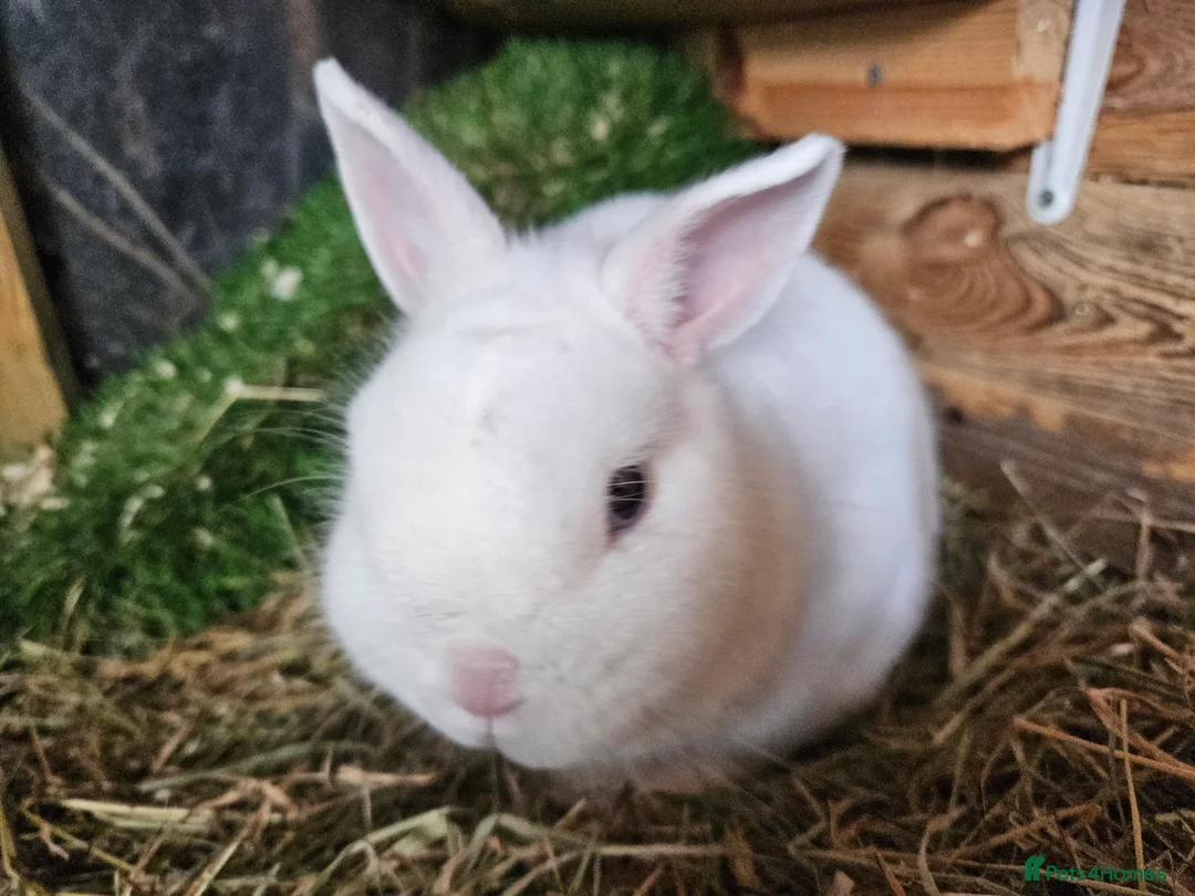 Netherland Dwarf rabbits for sale: Blue eyed white netherland - Advert 3