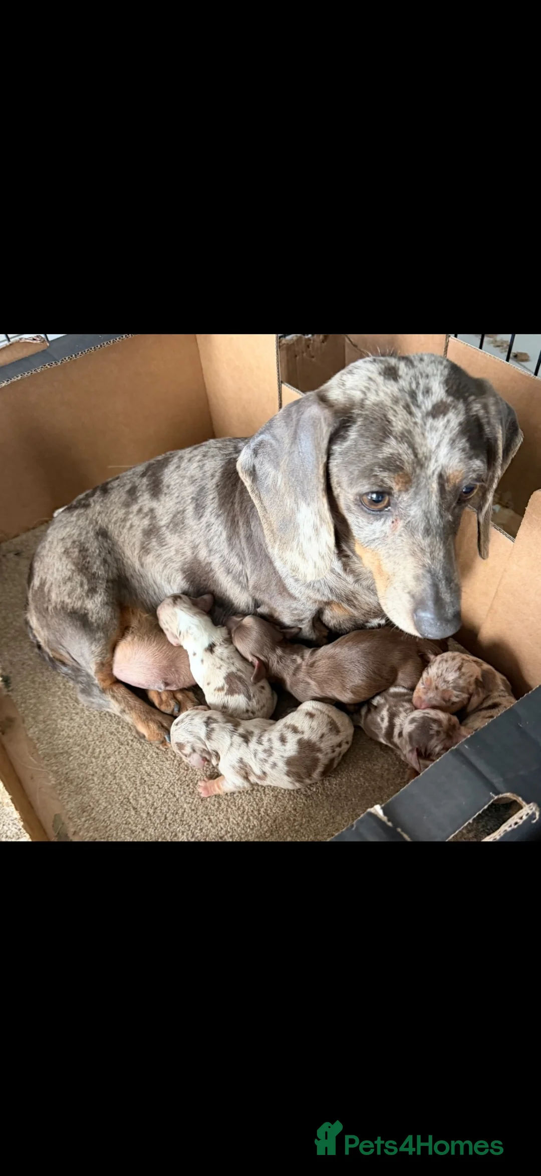 Miniature Dachshund dogs for sale: Miniature dachshunds  - Advert 2