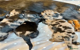 Miniature Dachshund dogs for sale: Long Haired Miniature Dachshund puppies - Image 6