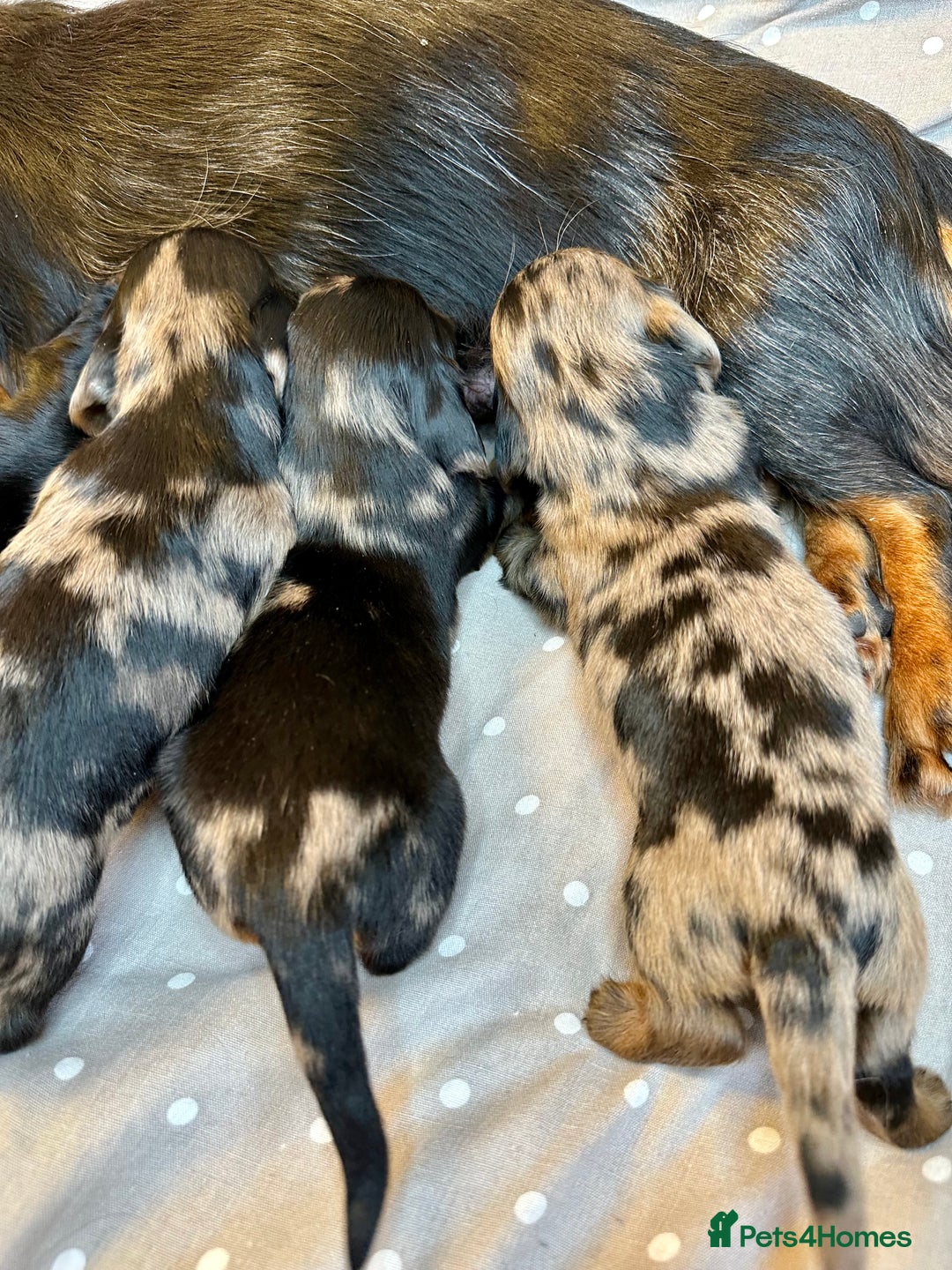 Miniature Dachshund dogs for sale: Long Haired Miniature Dachshund puppies - Image 6