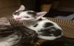Mixed Breed cats for sale: 5 beautiful kittens  - Image 5