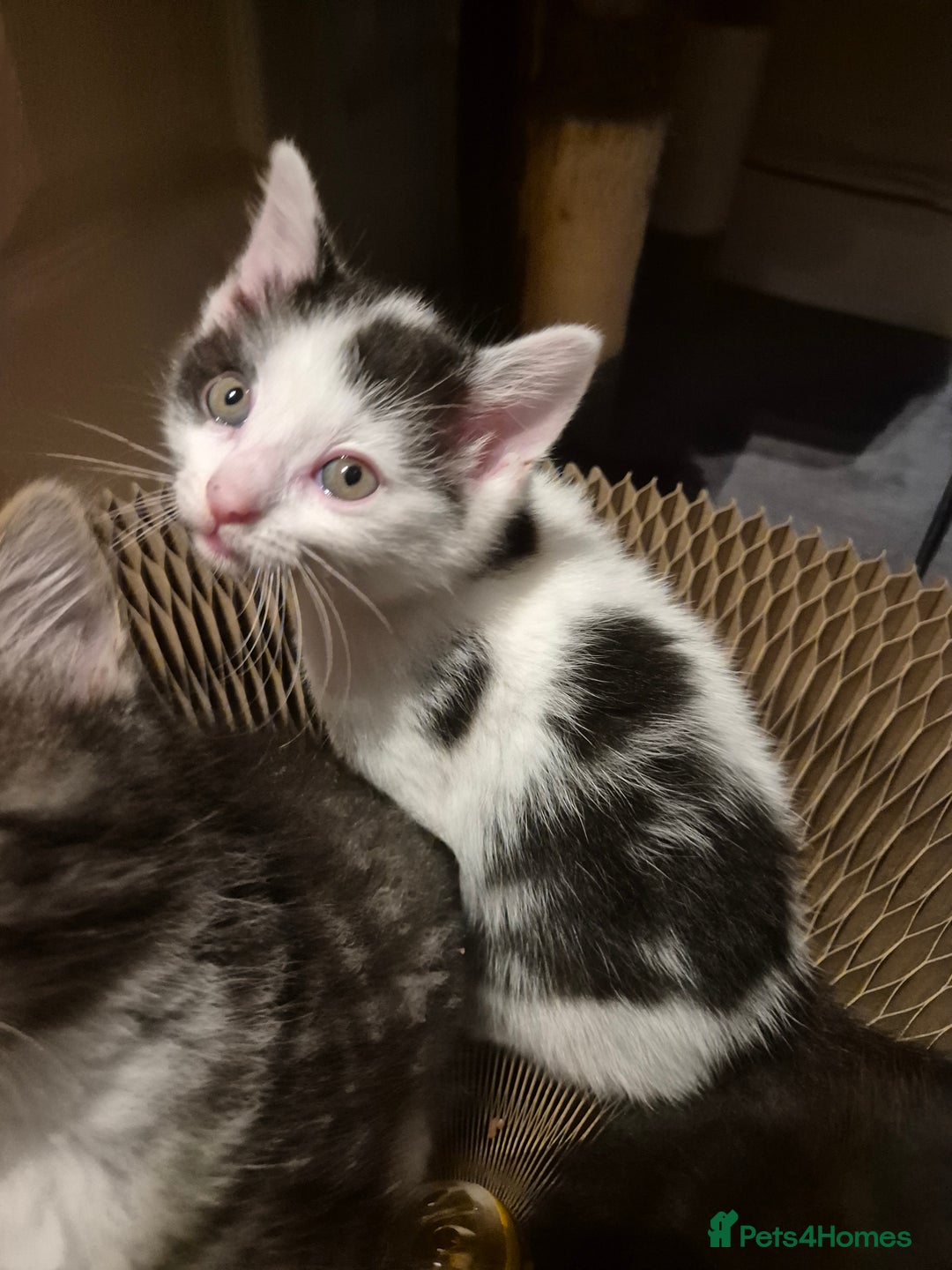 Mixed Breed cats for sale: 5 beautiful kittens  - Image 5