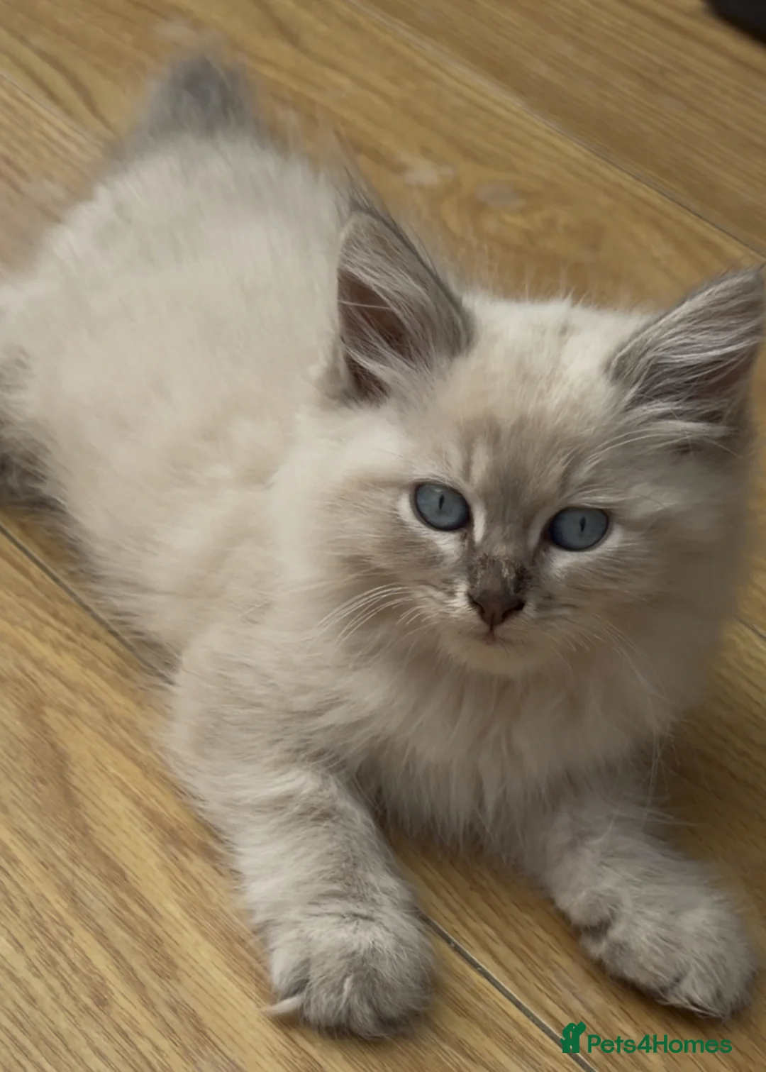 Siberian cats for sale: Adorable Siberian Neva Masquerades - Advert 1