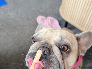 Mixed Breed dogs French bulldog cross puppies - Advert 2