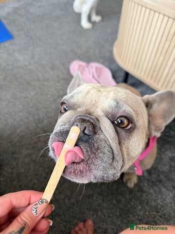 Mixed Breed dogs French bulldog cross puppies - Advert 1