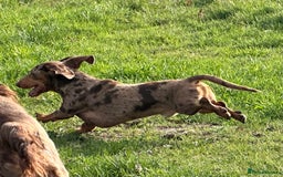 Miniature Dachshund dogs for stud: STUD chocolate dapple and tan miniature dachshund - Image 4