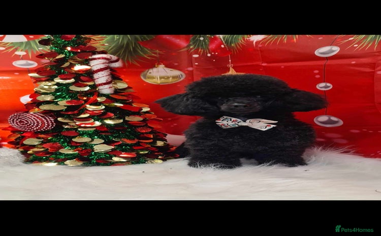 Toy Poodle dogs - Advert 13