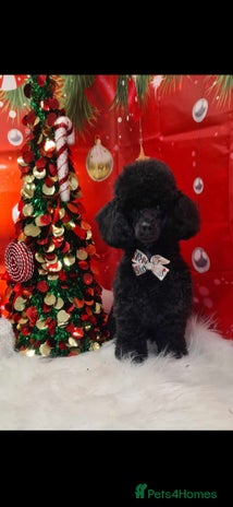 Toy Poodle dogs - Advert 8