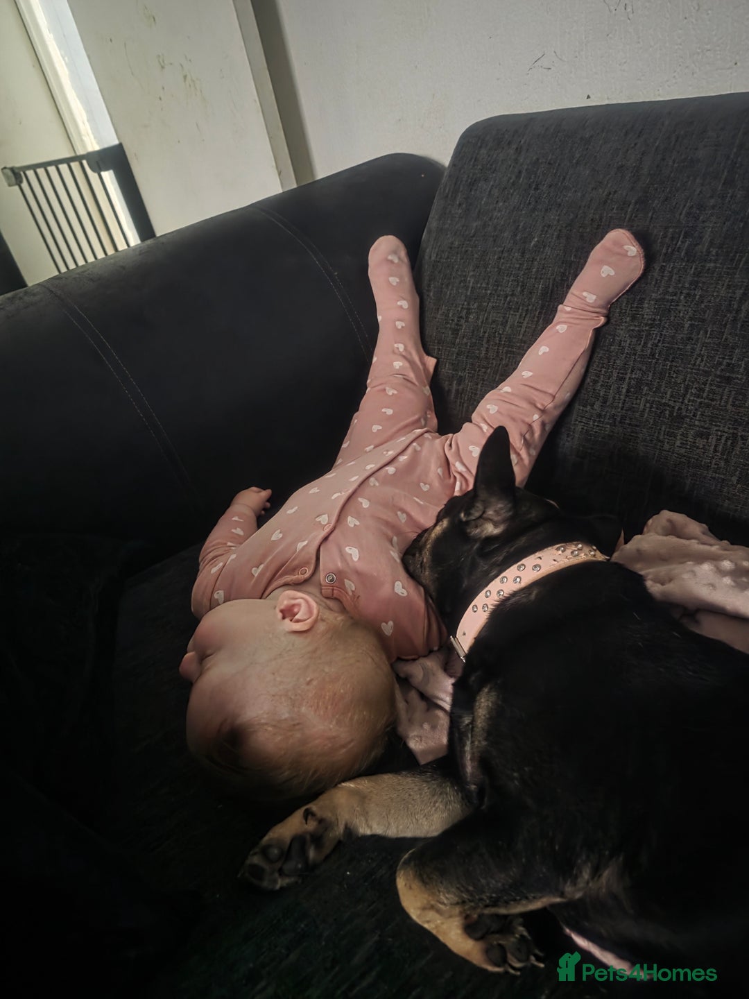 French Bulldog dogs for sale: French bulldog female - Advert 2