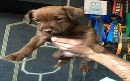 Patterdale Terrier dogs for sale: Working patterdale terrier pups  - Image 1