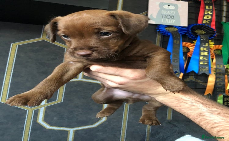 Patterdale Terrier dogs - Advert 2