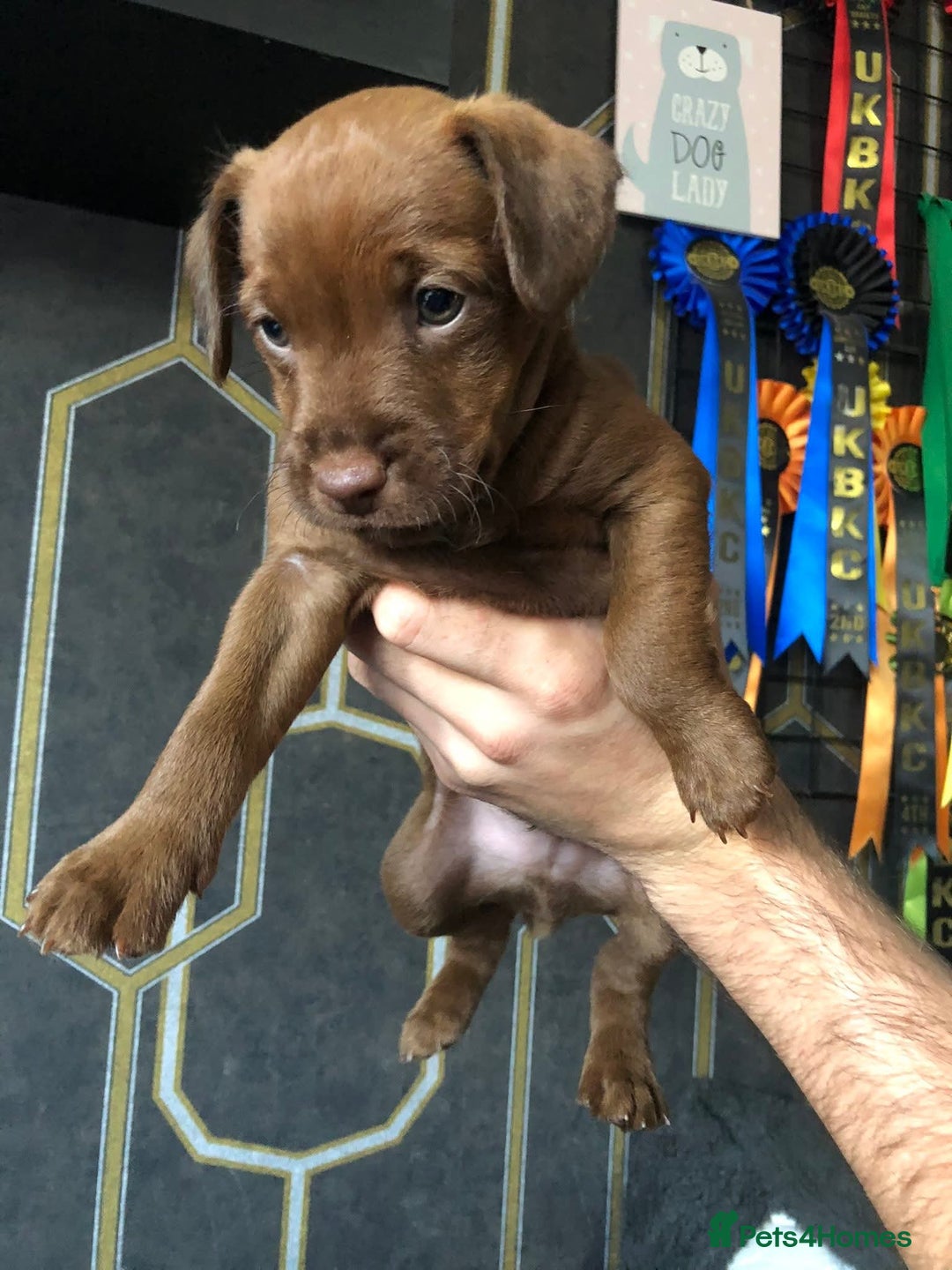 Patterdale Terrier dogs for sale: Working patterdale terrier pups  - Image 1