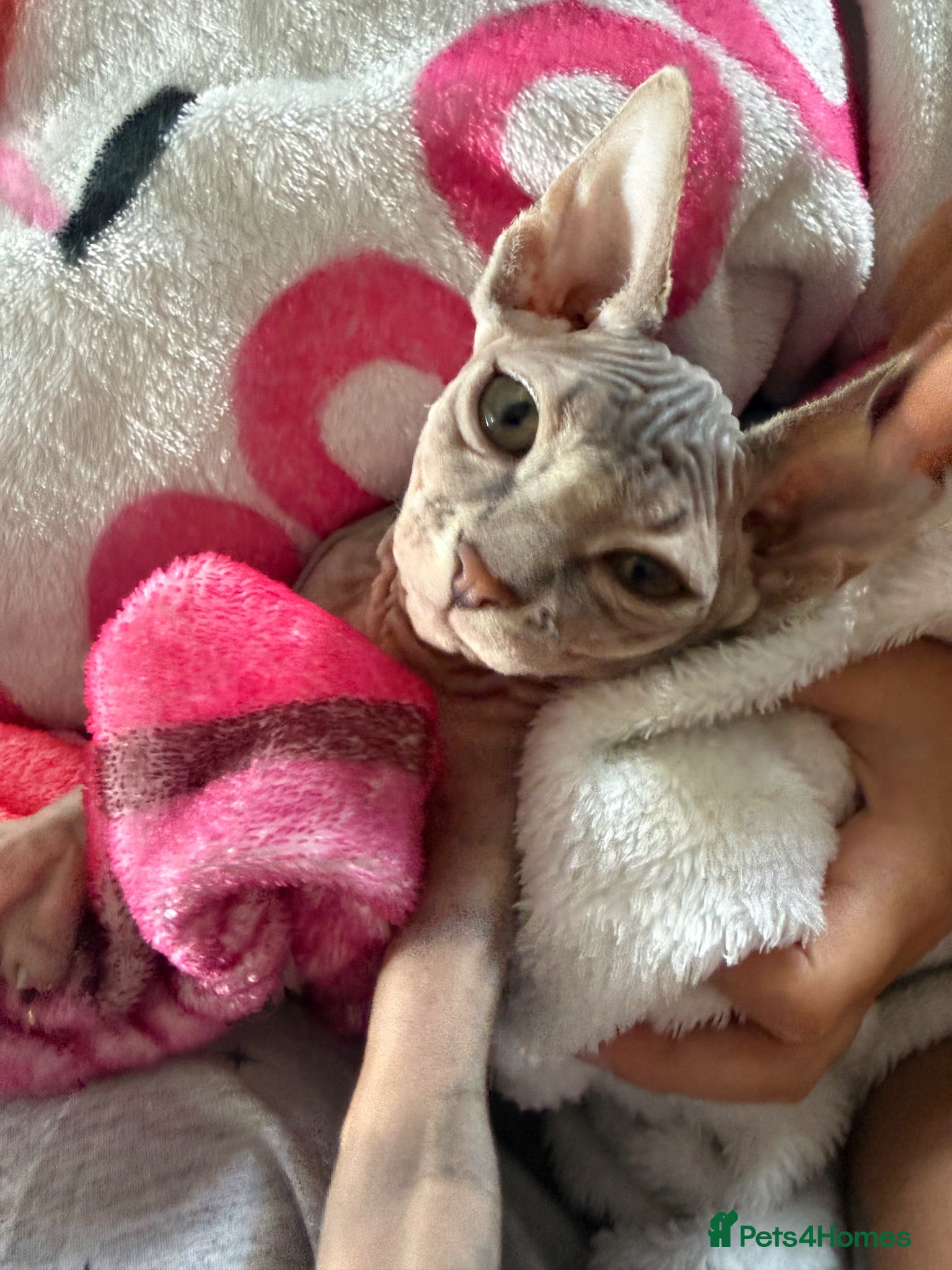 Sphynx cats ✨ Stunning Affectionate Female Sphynx Kitten ✨ - Advert 4