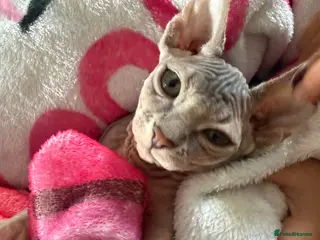 Sphynx cats ✨ Stunning Affectionate Female Sphynx Kitten ✨ - Advert 4