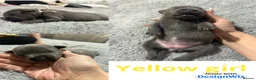 Staffordshire Bull Terrier dogs for sale: Litter of 7 kc registered staffys in Tamworth - Advert 7