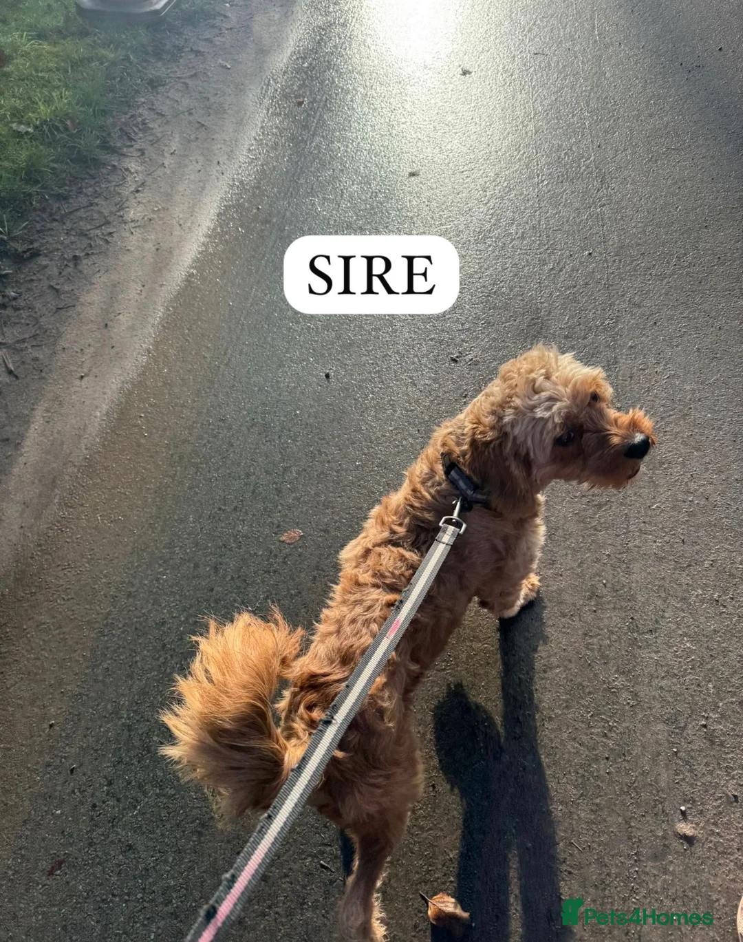 Cavapoo dogs for sale: Cavapoo puppies  in Selby - Advert 2