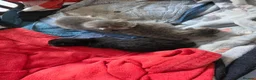 Domestic Shorthair cats for sale: Three gorgeous 3 boys for sale - Advert 21