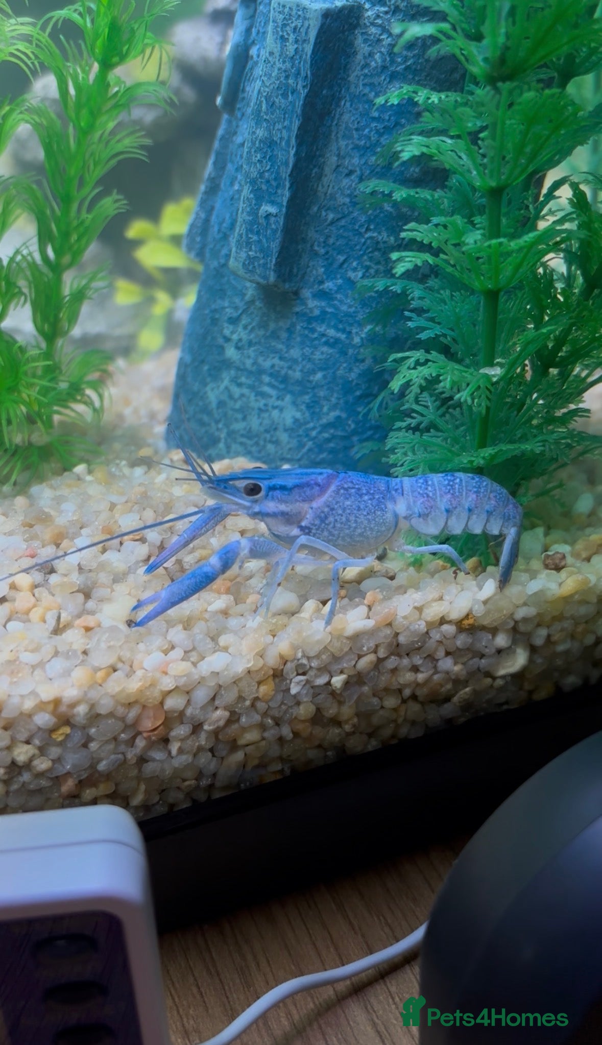 Lobsters fish Blue lobster  - Advert 2