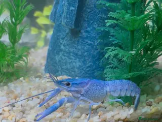 Lobsters fish Blue lobster - Advert 2