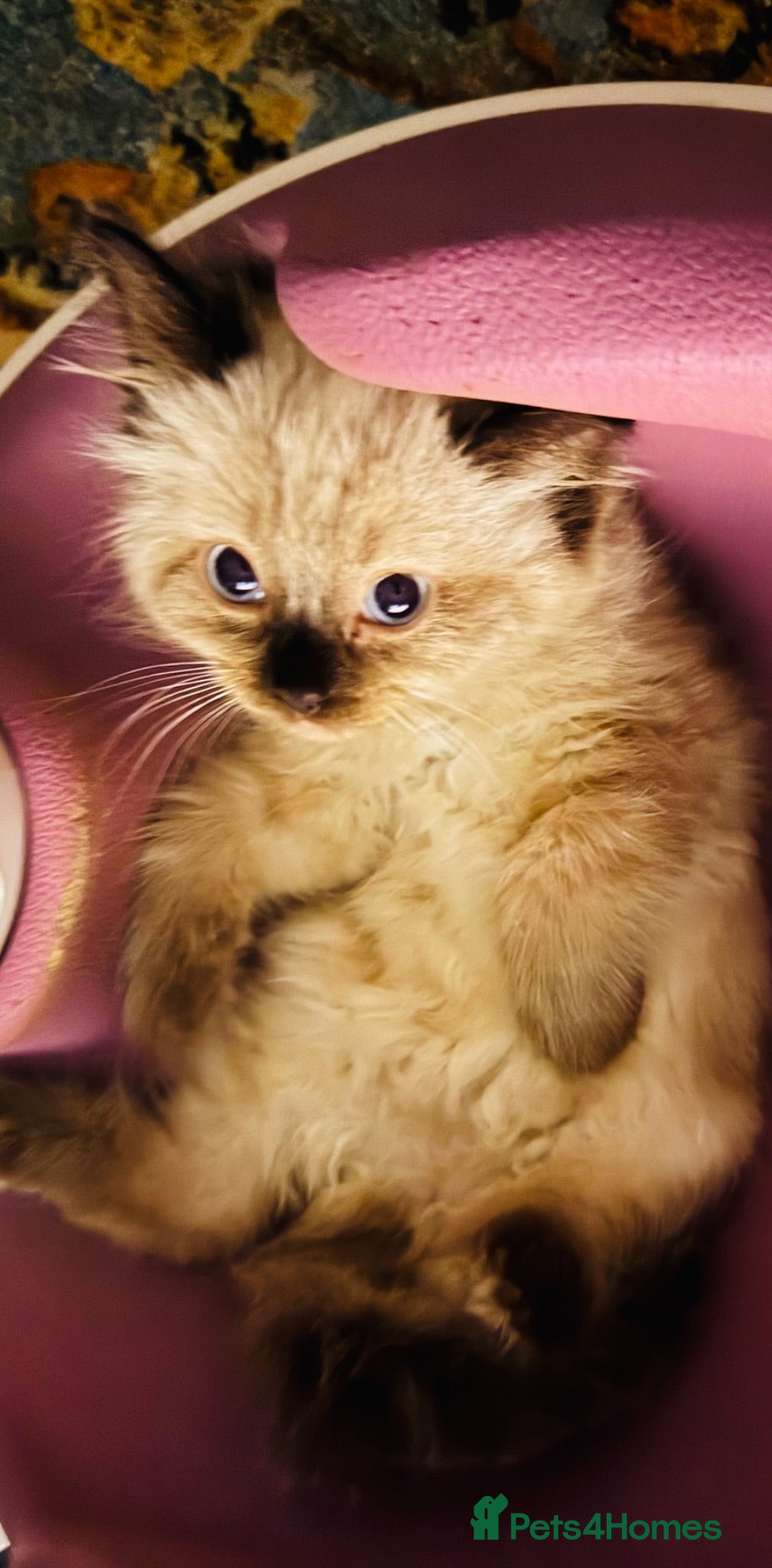 Ragdoll cats Eight-week-old Ragdoll kitten  - Advert 5