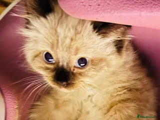 Ragdoll cats Eight-week-old Ragdoll kitten - Advert 5