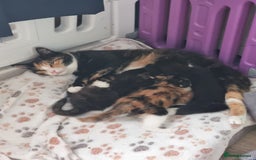 Mixed Breed cats for sale: Kittens - Image 11