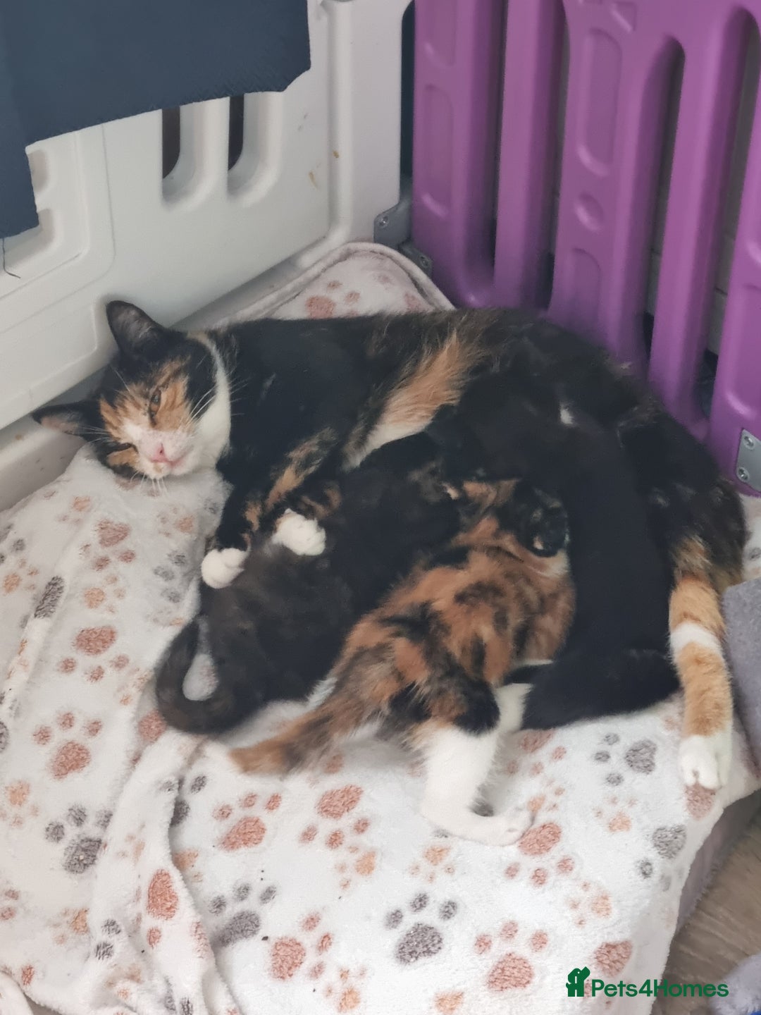 Mixed Breed cats for sale: Kittens - Image 11