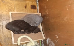Scottish Fold cats for sale: Scottish Folds  4 Male 1 Female - Image 6