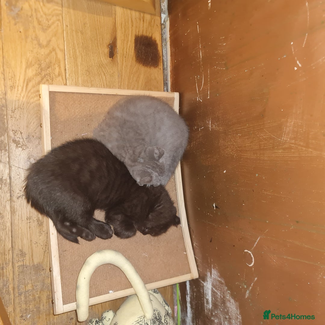 Scottish Fold cats for sale: Scottish Folds  4 Male 1 Female - Image 6
