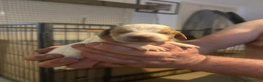 Bitch Puppy one